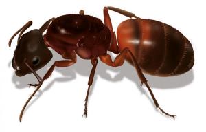 24 Camponotus ligniperda